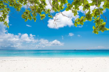 plaj deniz ve yaprak ile mavi gökyüzü