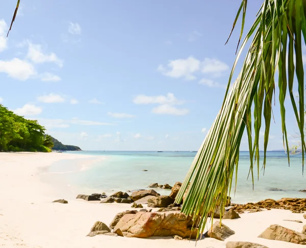 plaj deniz ve yaprak - film filtre ile mavi gökyüzü