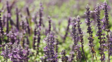 vintage filtreli Statice çiçek