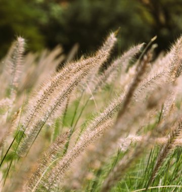 Reed çiçek vintage filtreli