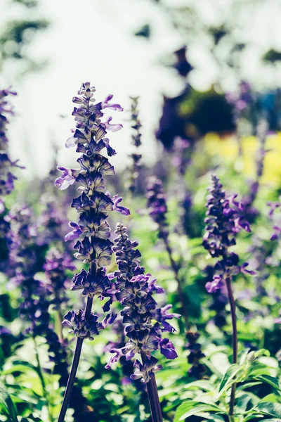 Statice flor en el darden — Foto de Stock