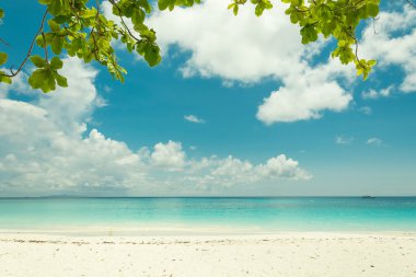 plaj deniz ve yaprak - film filtre ile mavi gökyüzü