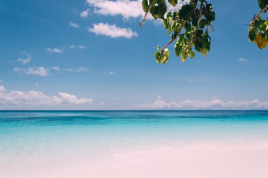 plaj deniz ve yaprak - film filtre ile mavi gökyüzü