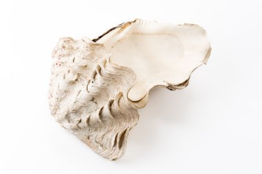 beyaz arkaplanda deniz kabuğu