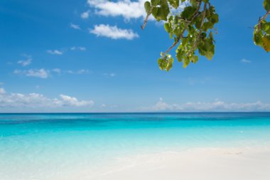 plaj deniz ve yaprak ile mavi gökyüzü