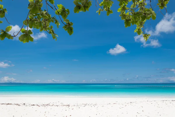 plaj deniz ve yaprak ile mavi gökyüzü