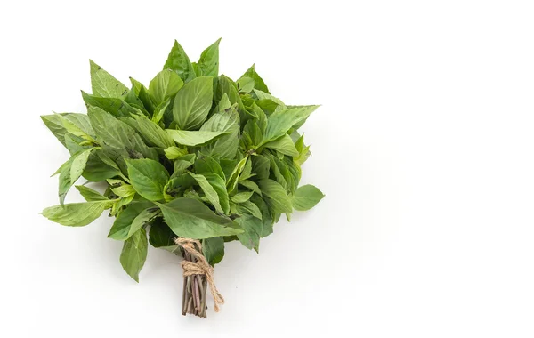 Sweet basil on white — Stock Photo, Image