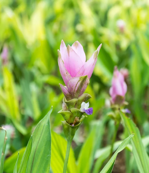 Rosa Siam Tulipán — Foto de Stock