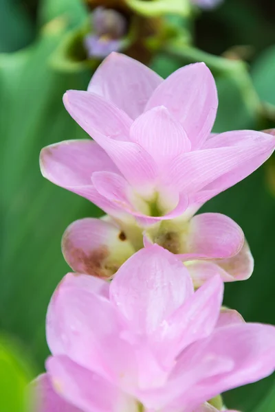 Roze siam tulip — Stockfoto