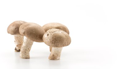 Beyaz arkaplanda Eringii Mantarı