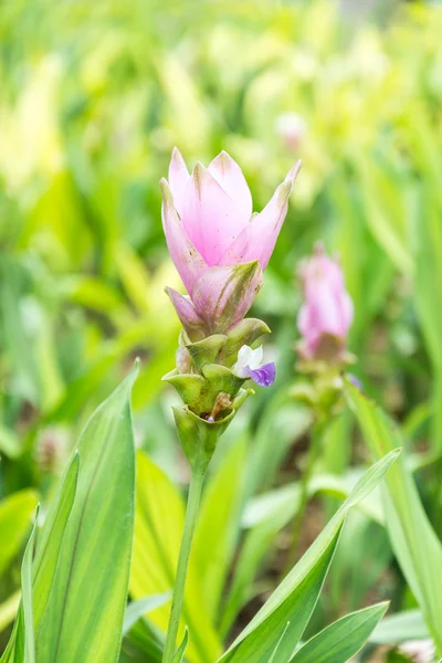 Rosa Siam Tulipán — Foto de Stock