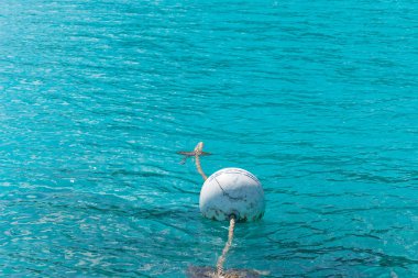 Dalga deniz okyanus su balon.