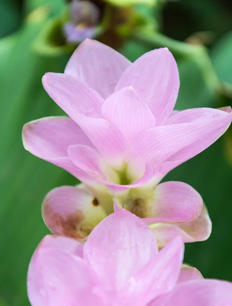 粉红色的暹罗郁金香 — 图库照片