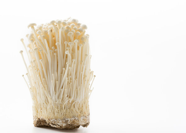 Golden needle mushroom