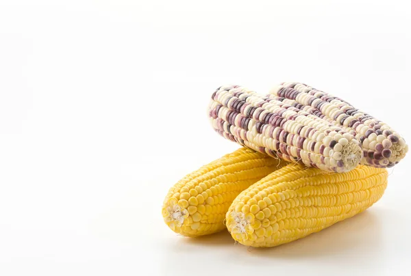 Fresh corn on white background — Stock Photo, Image