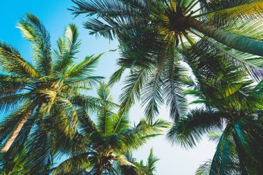 Güzel hindistan cevizi palmiyesi mavi gökyüzü