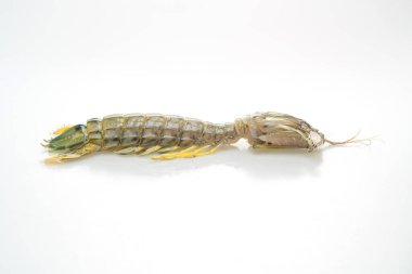 Beyaz arkaplanda taze peygamber devesi karidesi