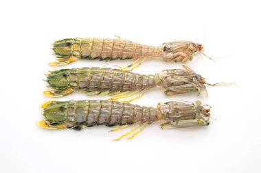 Beyaz arkaplanda taze peygamber devesi karidesi