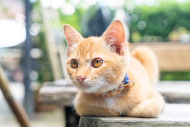 Şirin turuncu yavru kedi.