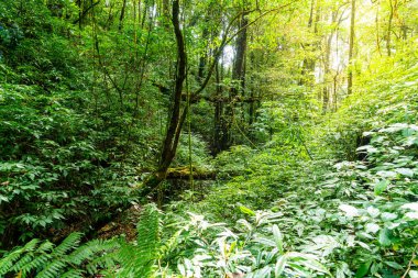 Orman ağaçları. Doğa yeşil odun güneş ışığı ve gökyüzü