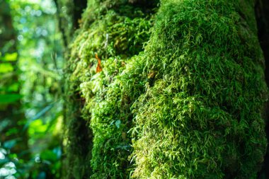 Ormandaki ağaçta yeşil yosun var.