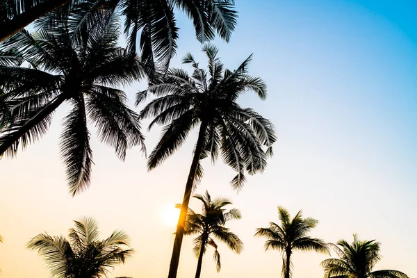 Bela Palmeira Coco Com Pôr Sol Céu Crepúsculo — Fotografia de Stock