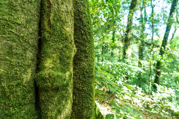 Close Musgo Verde Árvore Floresta — Fotografia de Stock
