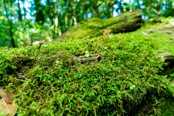 Närbild Grön Mossa Träd Skogen — Stockfoto