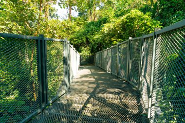 Canopy 'de ormanda yürürken Queen sirikit botanik bahçesinde yürüyor. Chiang Mai, Tayland