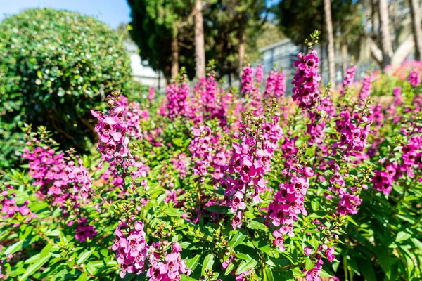Hermosa Decoración Flores Jardín Del Hogar — Foto de Stock