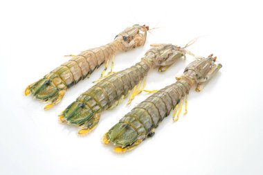 Beyaz arkaplanda taze peygamber devesi karidesi