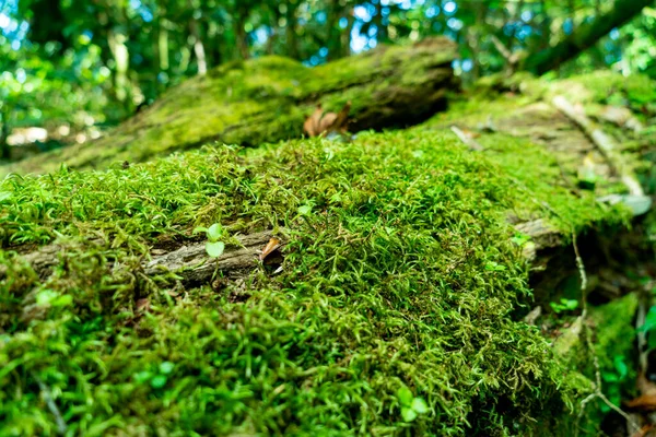 Primer Plano Musgo Verde Árbol Bosque — Foto de Stock