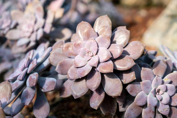 Крупным Планом Crassulaceae Kalanchoe Blossfeldiana Poellnitz — стоковое фото