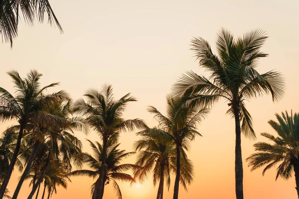 Beautiful Coconut Palm Tree Sunset Twilight Sky — Stock Photo, Image