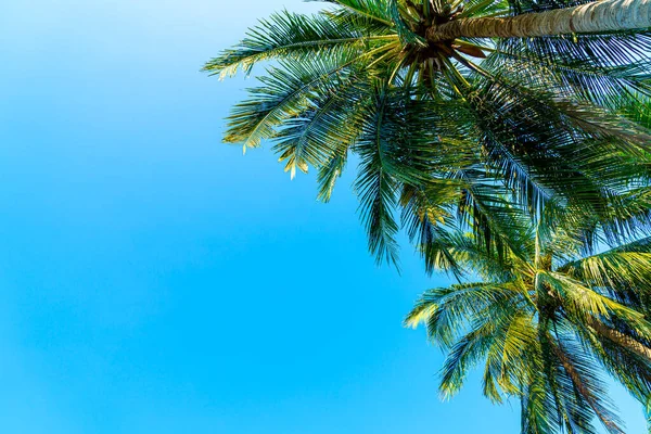 Beautiful Coconut Palm Tree Blue Sky — Stock Photo, Image