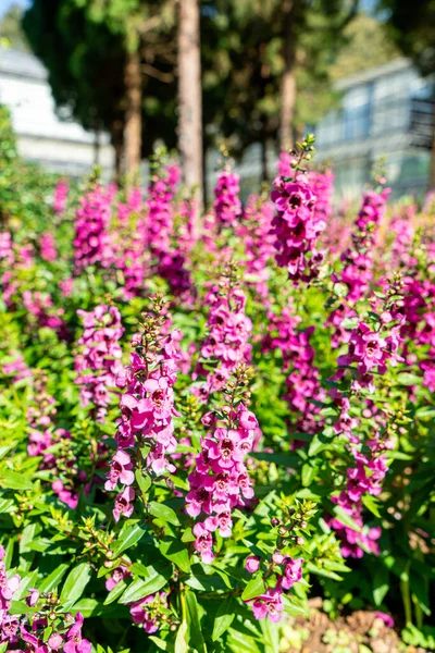 Hermosa Decoración Flores Jardín Del Hogar — Foto de Stock