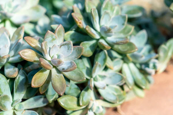 Yakın Plan Crassulaceae Veya Kalanchoe Poellnitz — Stok fotoğraf