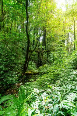 Orman ağaçları. Doğa yeşil odun güneş ışığı ve gökyüzü