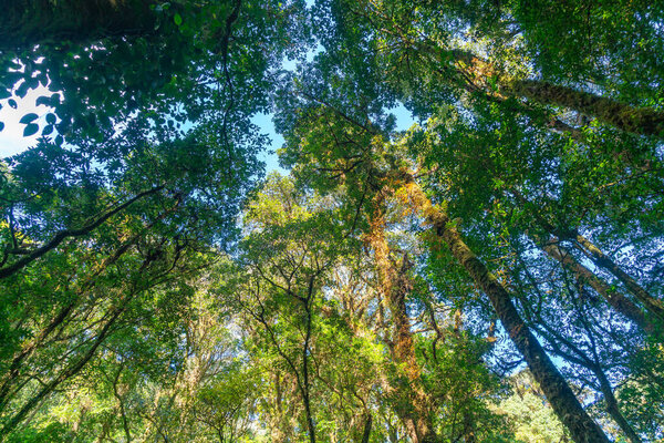 Лесные деревья. зеленый луч солнца и небо