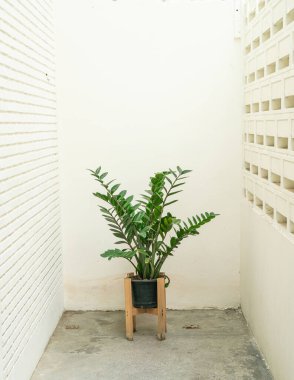 Zanzibar mücevheri, aroid palmiye ağacı veya arum eğreltiotu.