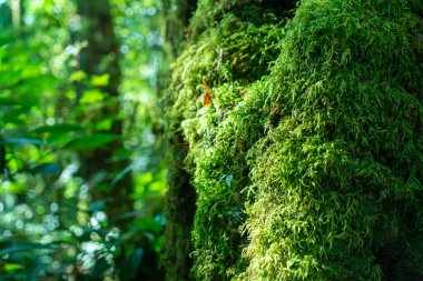 Ormandaki ağaçta yeşil yosun var.