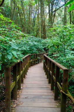 Kew Mae Pan Doğa Yolu 'ndaki orman köprüsü, Chiang Mai, Tayland