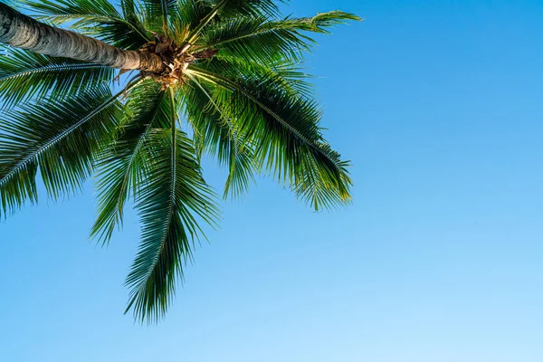 Coconut Palm Tree Empty Sky Copy Space — Stock Photo, Image