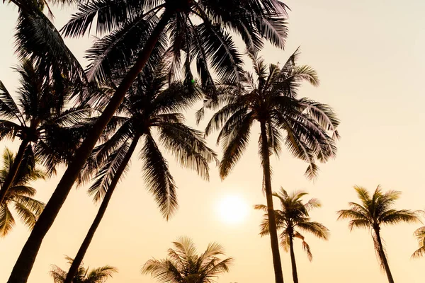 Hermosa Palmera Coco Con Puesta Sol Cielo Crepuscular — Foto de Stock