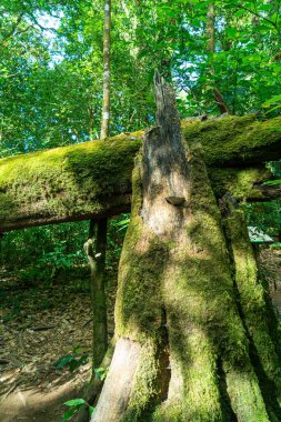 Ormandaki ağaçta yeşil yosun var.