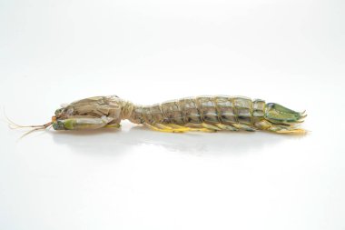 Beyaz arkaplanda taze peygamber devesi karidesi