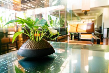 Oturma odasındaki masada saksı süslemeli betel görüldü.