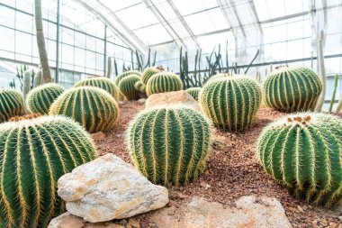 Bahçedeki güzel kaktüs Kraliçe sirikit botanik bahçesi Chiang Mai, Tayland