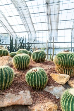 Bahçedeki güzel kaktüs Kraliçe sirikit botanik bahçesi Chiang Mai, Tayland