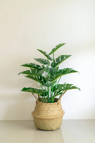 Monstera Deliciosa Liebm Fonott Kosár Edény Fallal — Stock Fotó